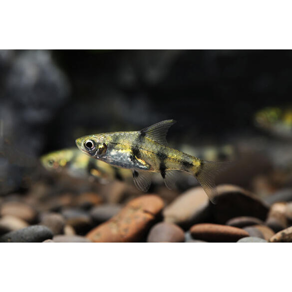 Барбус Огненный (Barbus Red Fire)