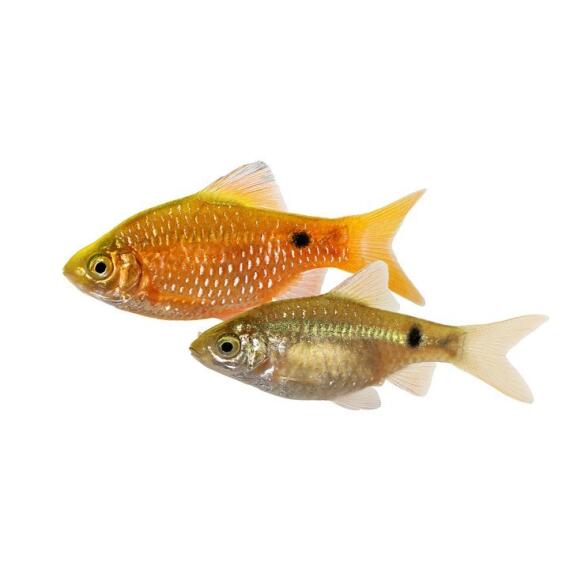 Барбус Огненный (Barbus Red Fire)