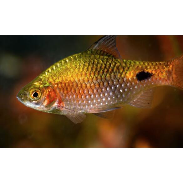 Барбус Огненный (Barbus Red Fire)