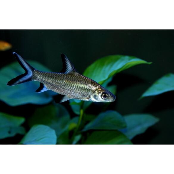 Акулий Барбус (Balantiocheilos melanopterus)