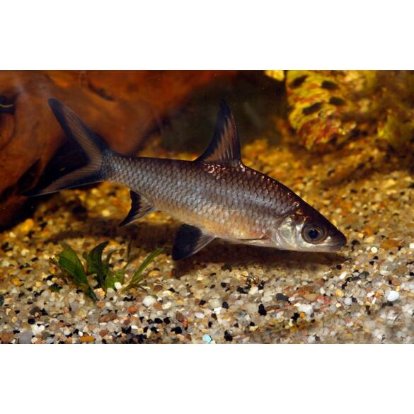Акулий Барбус (Balantiocheilos melanopterus)