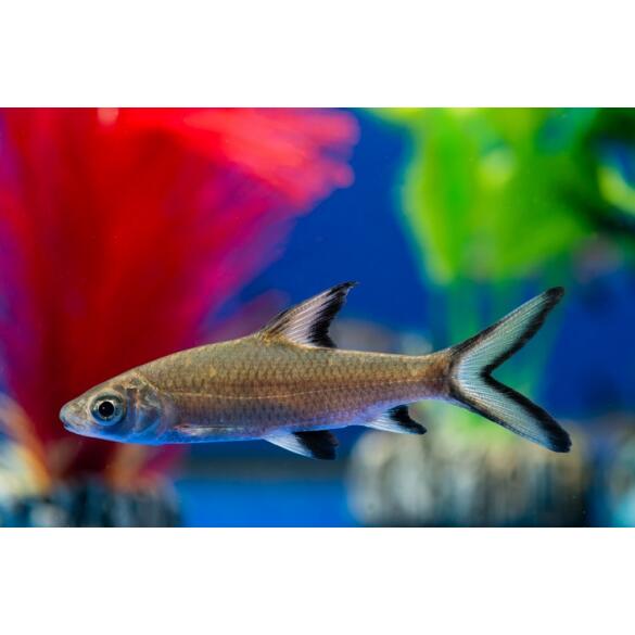 Акулий Барбус (Balantiocheilos melanopterus)