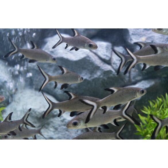 Акулий Барбус (Balantiocheilos melanopterus)