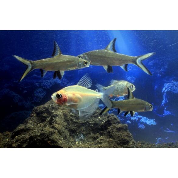 Акулий Барбус (Balantiocheilos melanopterus)