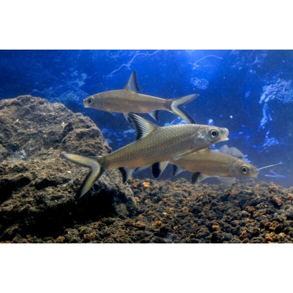 Акулий Барбус (Balantiocheilos melanopterus)