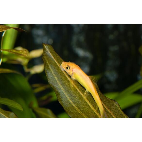 Геринохейлус Водорослеед (Gyrinocheilus aymonieri)