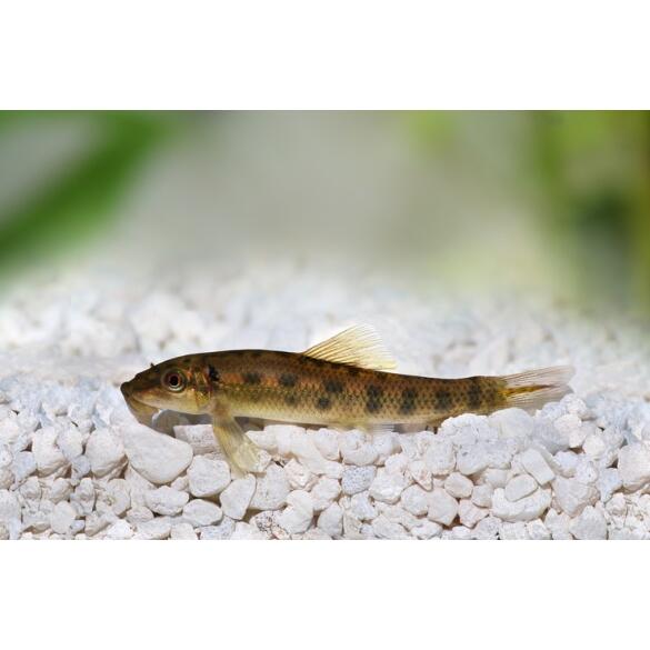 Геринохейлус Водорослеед (Gyrinocheilus aymonieri)