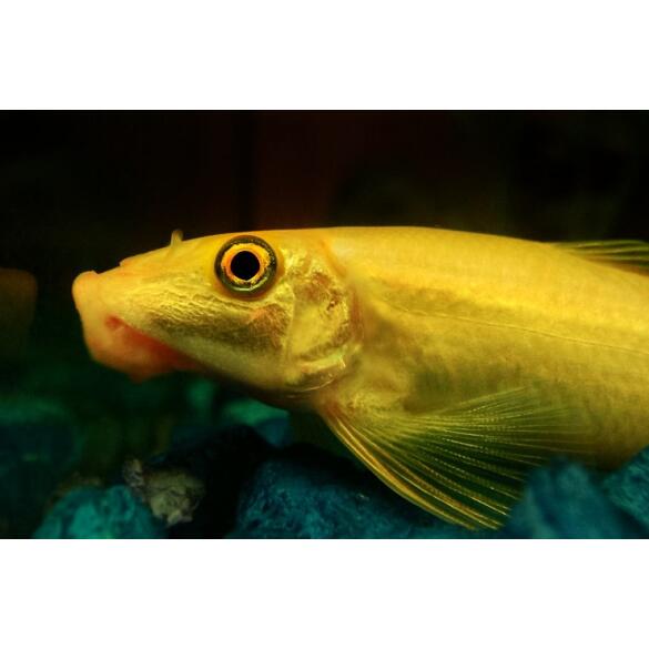 Геринохейлус Водорослеед (Gyrinocheilus aymonieri)