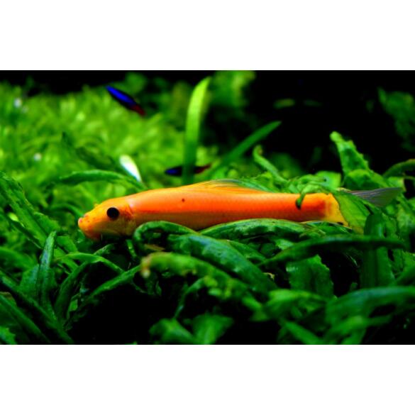 Геринохейлус Водорослеед (Gyrinocheilus aymonieri)