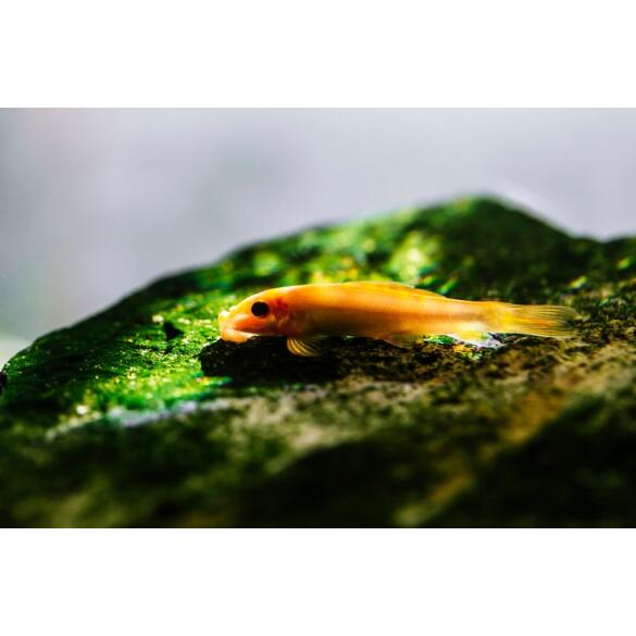 Геринохейлус Водорослеед (Gyrinocheilus aymonieri)