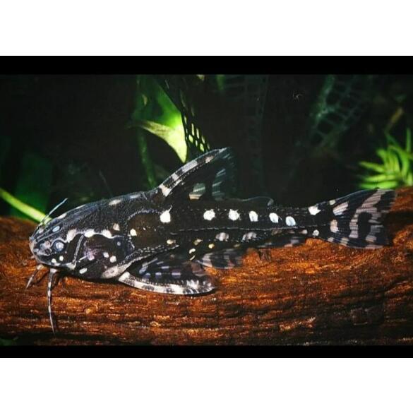 Сом Агамикс звездчатый (Agamyxis albomaculatus) 3-4см