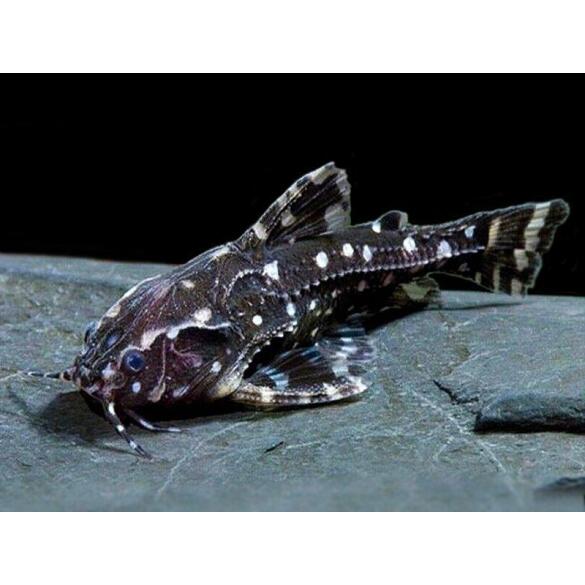 Сом Агамикс звездчатый (Agamyxis albomaculatus) 3-4см