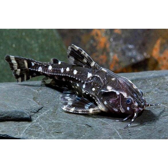 Сом Агамикс звездчатый (Agamyxis albomaculatus) 3-4см