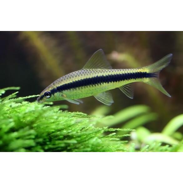 Сиамский Водорослеед (Crossocheilus siamensis)