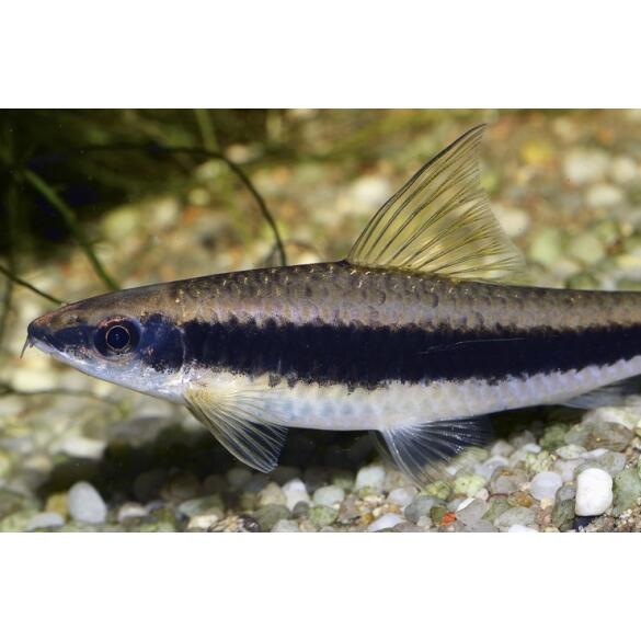 Сиамский Водорослеед (Crossocheilus siamensis)