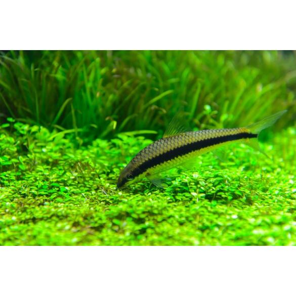 Сиамский Водорослеед (Crossocheilus siamensis)