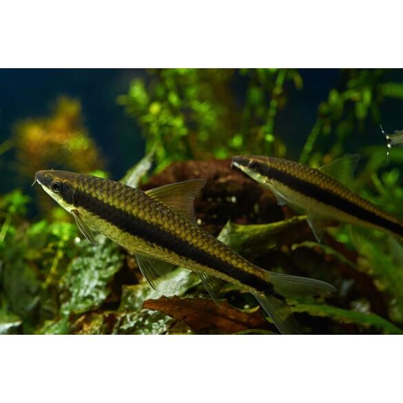 Сиамский Водорослеед (Crossocheilus siamensis)