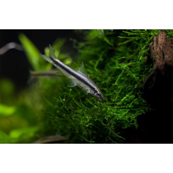 Сиамский Водорослеед (Crossocheilus siamensis)