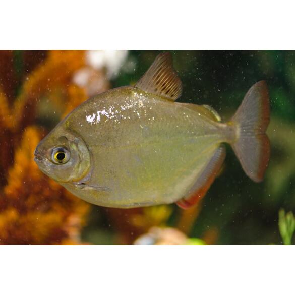 Рыба Серебрянный доллар (Metynnis argenteus)