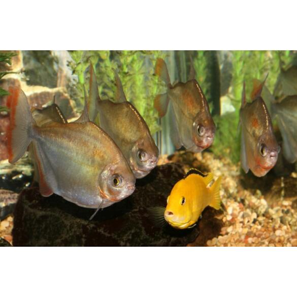 Рыба Серебрянный доллар (Metynnis argenteus)