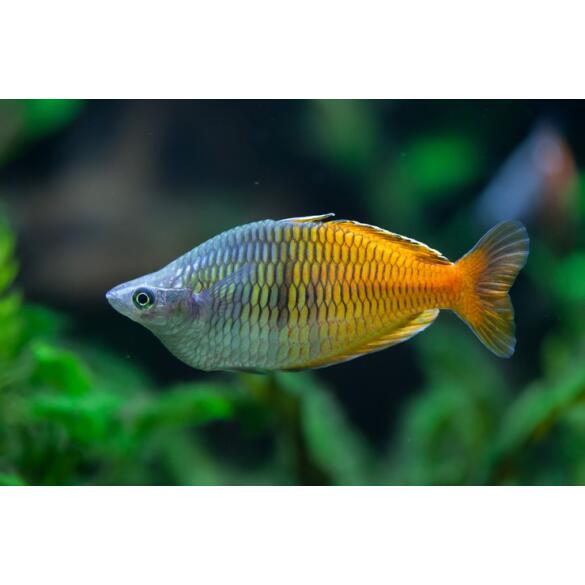 Радужница Боэсмана (Melanotaenia boesemani)