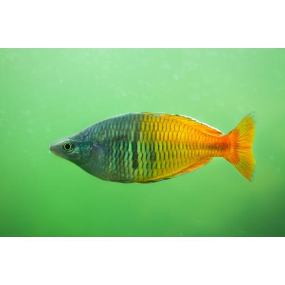 Радужница Боэсмана (Melanotaenia boesemani)