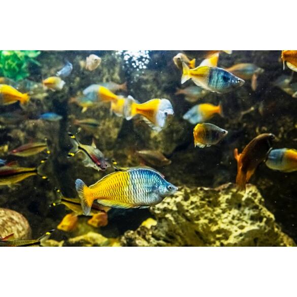 Радужница Боэсмана (Melanotaenia boesemani)