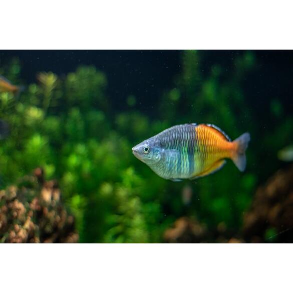 Радужница Боэсмана (Melanotaenia boesemani)