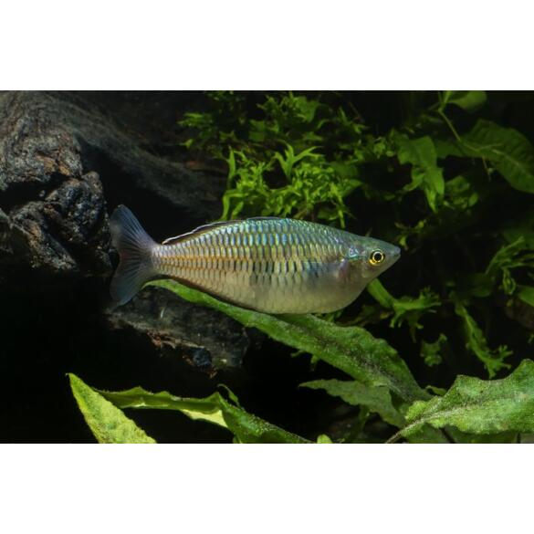 Радужница Боэсмана (Melanotaenia boesemani)