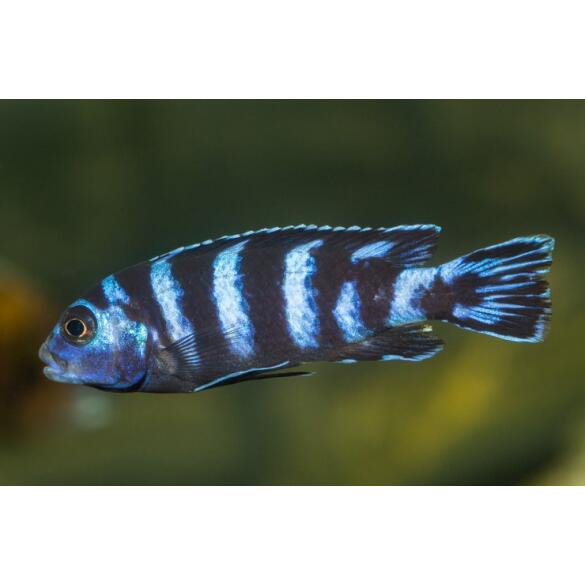 Псевдотрофеус (Pseudotropheus sp.)