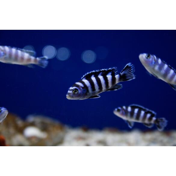 Псевдотрофеус (Pseudotropheus sp.)