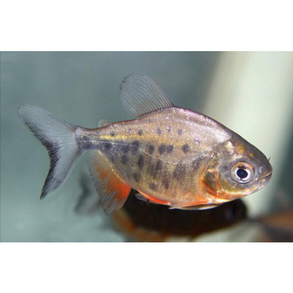 Пиранья Красный Паку (Piaractus brachypomus)