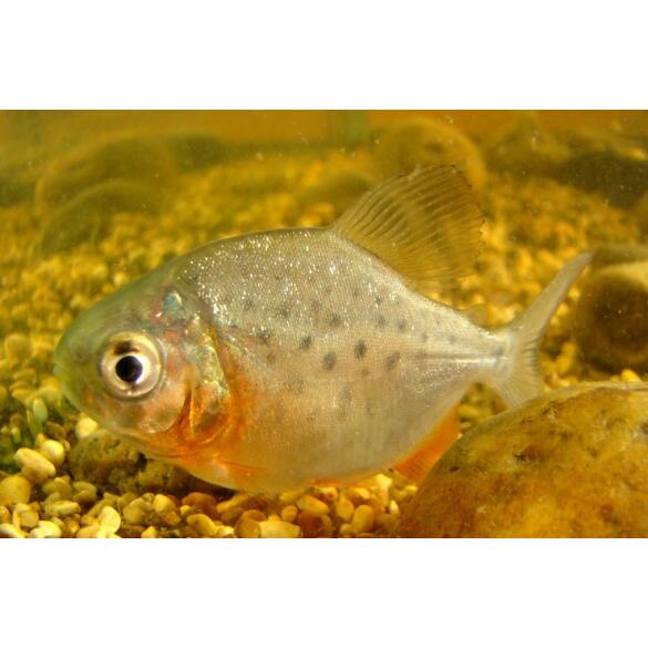 Пиранья Красный Паку (Piaractus brachypomus)
