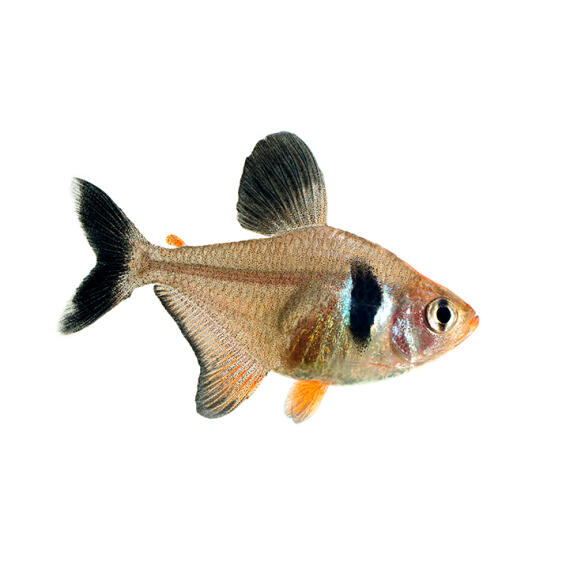 Орнатус (Hyphessobrycon ornatus)