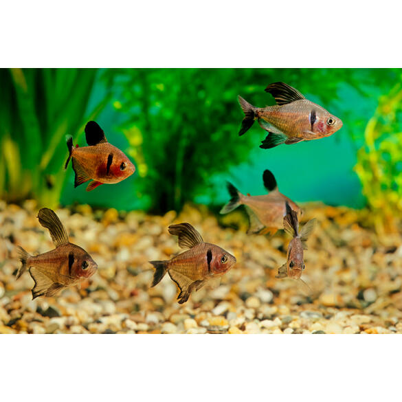 Орнатус (Hyphessobrycon ornatus)