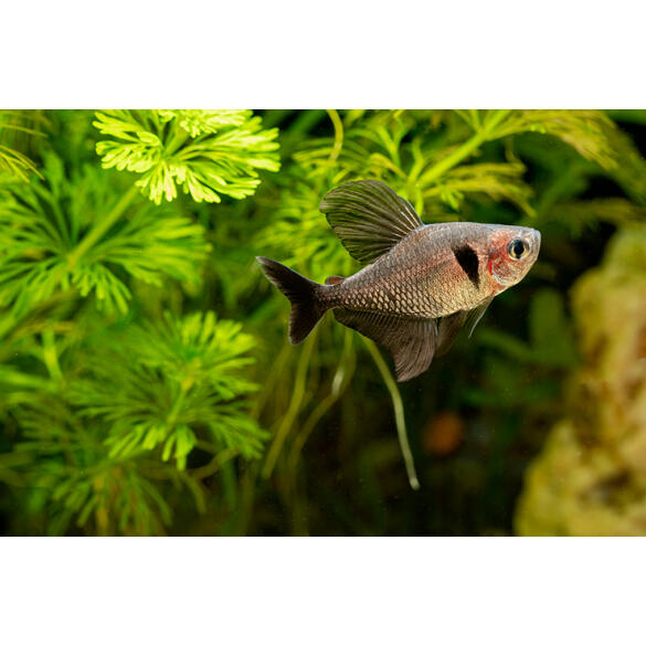 Орнатус (Hyphessobrycon ornatus)