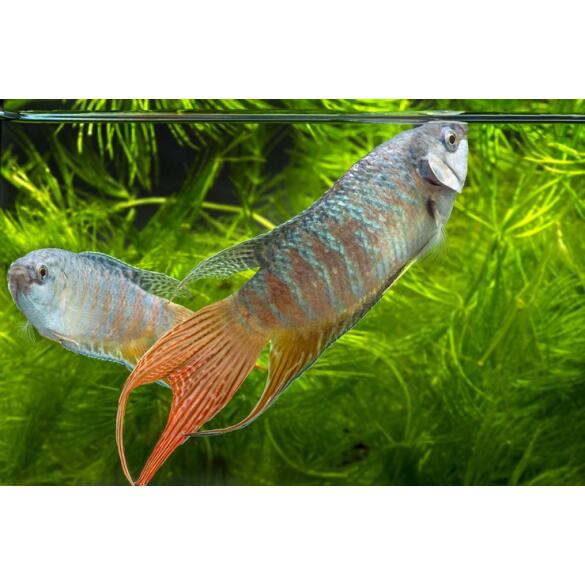 Макропод (Macropodus opercularis) 3-4 см