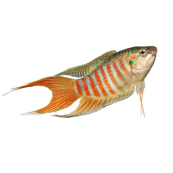 Макропод (Macropodus opercularis) 3-4 см