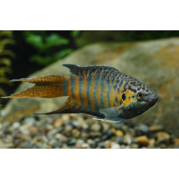 Макропод (Macropodus opercularis) 3-4 см