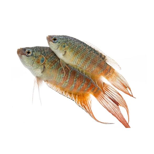 Макропод (Macropodus opercularis) 3-4 см