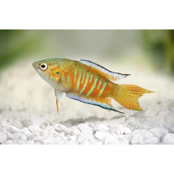 Макропод (Macropodus opercularis) 3-4 см