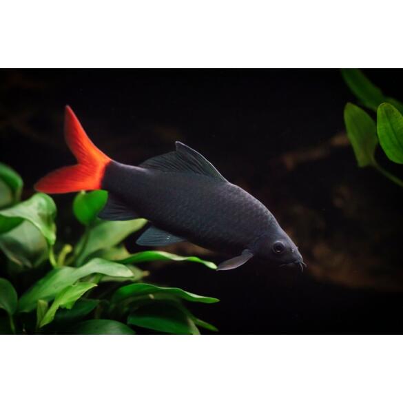 Лабео двухцветный (Labeo bicolor)