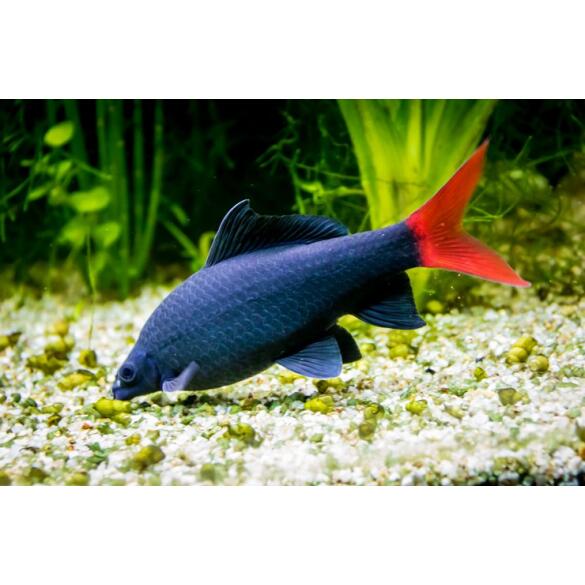 Лабео двухцветный (Labeo bicolor)