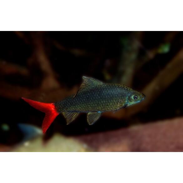 Лабео двухцветный (Labeo bicolor)