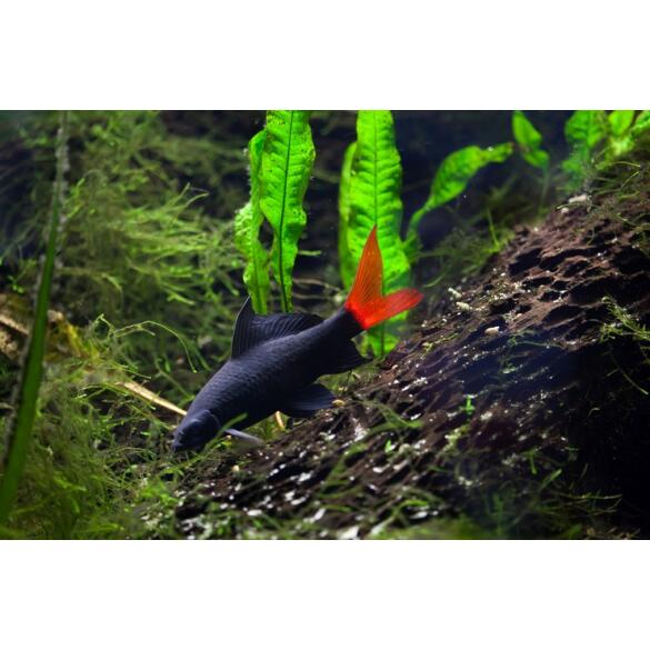 Лабео двухцветный (Labeo bicolor)