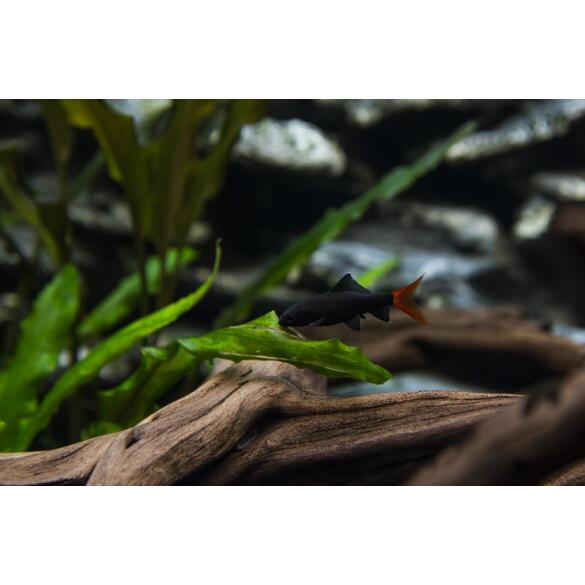 Лабео двухцветный (Labeo bicolor)