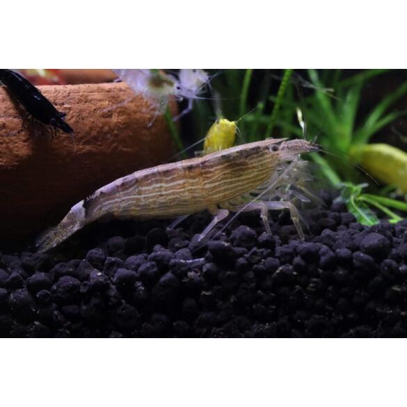 Креветка фильтратор (Atyopsis moluccensis) 6-7см