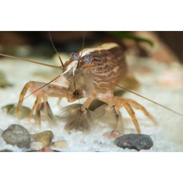 Креветка фильтратор (Atyopsis moluccensis) 6-7см