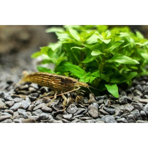 Креветка фильтратор (Atyopsis moluccensis) 6-7см