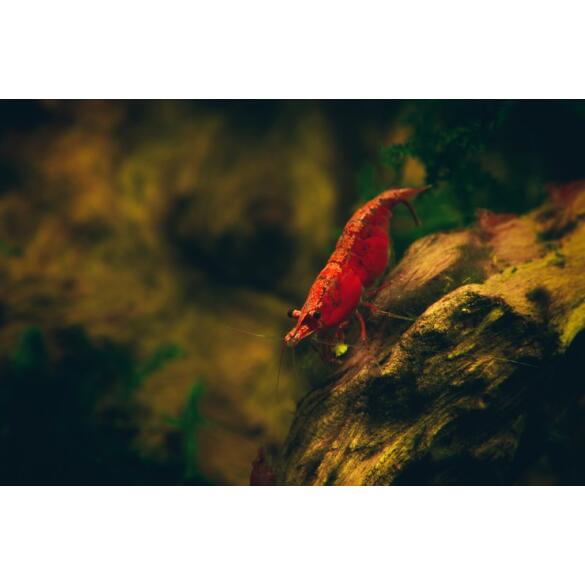 Креветка Красный Огонь (Neocaridina heteropoda var. Fire Red)